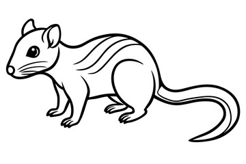 Quoll Ink Sketch