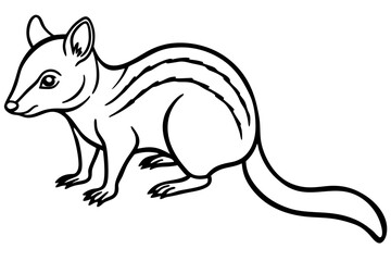 Quoll Ink Sketch