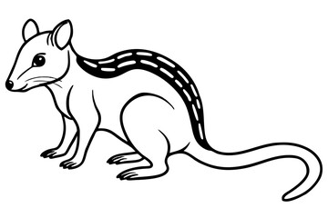 Quoll Ink Sketch