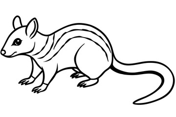 Quoll Ink Sketch