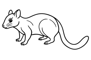 Quoll Ink Sketch