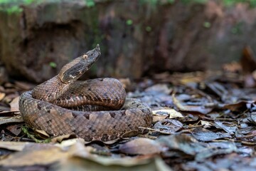  Hognosed Pitviper, Costa Rica, Central America
