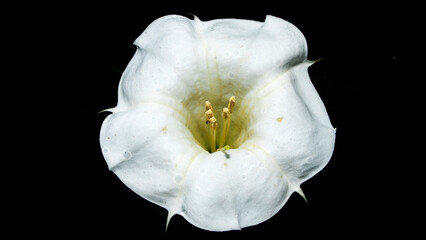 Datura is a genus of nine species of poisonous vespertine flowering plants in the Solanaceae...