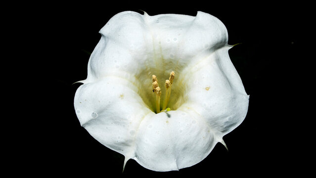 Datura is a genus of nine species of poisonous vespertine flowering plants in the Solanaceae family. Its flowers are named after the trumpet flower, as are several plants in the genus Brugmansia, whic