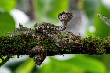 Naklejka premium Eyelash Viper Snake