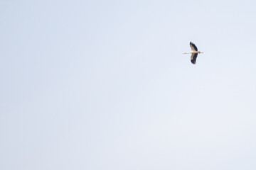 birds in flight