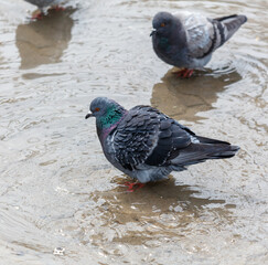 Two pigeons are sitting in a puddle of water