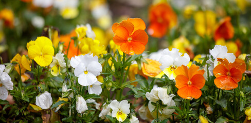A bunch of orange and white flowers are in a garden