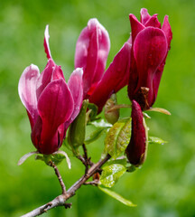 A group of pink flowers with green leaves are on a branch