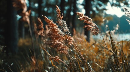 Golden Grass Blades in a Serene Forest: Autumnal Photography