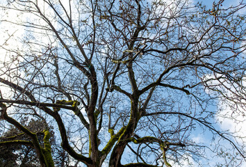 Bare tree branches against blue sky