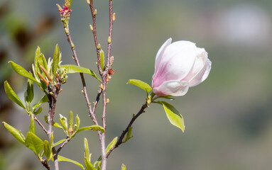 A white flower with pink petals is blooming on a tree branch