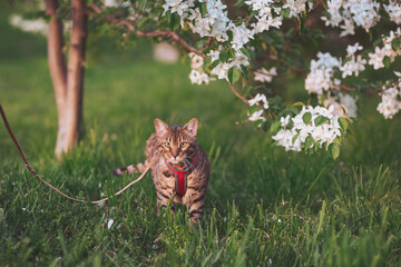 Curious tabby cat exploring a blooming garden on a sunny afternoon while enjoying a leisurely...