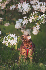 Curious cat exploring a blooming garden while wearing a harness on a sunny spring day filled with fragrant flowers and vibrant greenery
