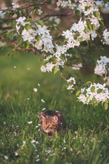 Playful feline exploring a blooming garden in springtime sunlight with petals swirling around