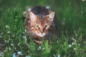 Curious feline exploring a lush garden during a bright afternoon, surrounded by petals floating gently on the grass