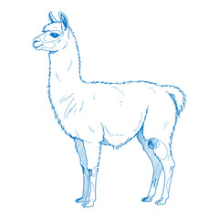 Fototapeta premium Minimal simple hand drawn llama side view illustration in elegant line art vector design with modern and graceful aesthetics
