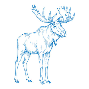 Elegant minimal hand drawn moose illustration in clean vector style showcasing simple monoline wildlife art for modern design