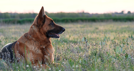 Purebred German Shepherd Dog Resting in Dry Grass In Field. Summer Mood with Domestic Animal Playing Outdoors 