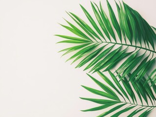 Fototapeta premium Vibrant Green Palm Leaves Isolated on a Clean Background Perfect for Nature and Tropical Themes in Minimalist Design