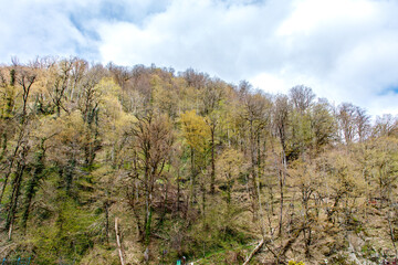A forest with trees in various stages of growth