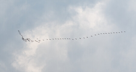 A flock of birds flying in a line across a cloudy sky