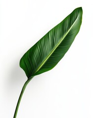 Obraz premium Stunning Green Leaf Isolated on White Background, Showcasing Natural Beauty and Texture, Perfect for Backgrounds, Designs, and Eco-Friendly Themes