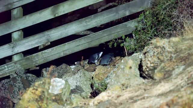 Little Blue Penguin Hiding Behind Fence at Night | Nocturnal Wildlife Moment