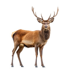 Fototapeta premium Male deer stands tall with majestic antlers captured beautifully on plain white background