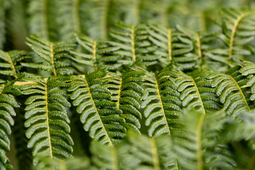 The fern leaves