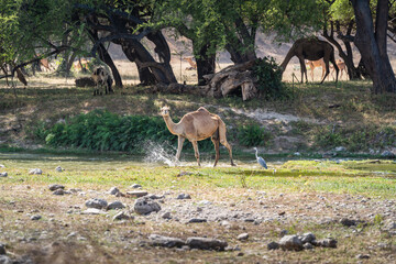 Kamel trinkt am Wasserloch wadi darbat Oman