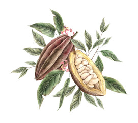 Cocoa beans brown, whole and half, green leaves and pink flowers around. Hand painted watercolor illustration suitable for food packaging design, chocolate branding, organic products, menus, labels.