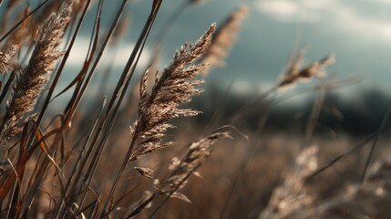 Obraz premium Serene Autumnal Grass: A Softly Lit Landscape