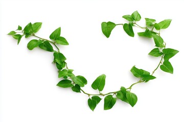 Green vine branch in circular shape. natural frame or eco symbol