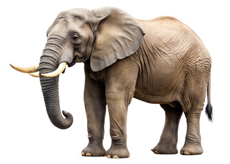 Obraz premium Elephant with Raised Trunk Standing