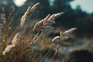 Serene Pampas Grass: A Soft, Autumnal Field Scene