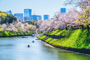 東京の桜の名所　千鳥ヶ淵の都市風景【東京都・千代田区】　
Famous cherry blossom spots in Tokyo. The urban landscape of Chidorigafuchi. - Tokyo, Japan