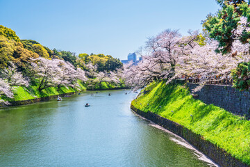 東京の桜の名所　千鳥ヶ淵の都市風景【東京都・千代田区】　
Famous cherry blossom spots in Tokyo. The urban landscape of Chidorigafuchi. - Tokyo, Japan