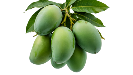 Green mangoes, an immature group of fruit, isolated on  transparent background