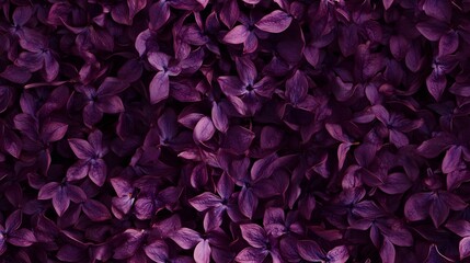 Close-up view of a vibrant array of deep purple flowers.