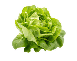 Fototapeta premium Fresh loose leaf butter lettuce isolated on a white transparent background PNG cutout for digital artwork mockup