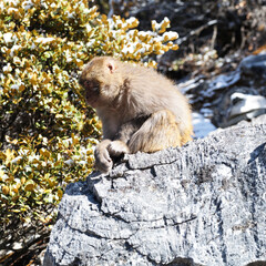 The western part of Sichuan Province in China is a famous tourist destination. This is a monkey captured on April 17, 2025 at 09:50:14 in Daocheng Yading Park. Welcome everyone to Sichuan for tourism.