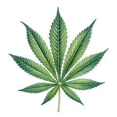  Single Cannabis Leaf Isolated on Transparent Background
