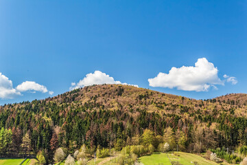 Forest, Carpathians, Photos of nature - Europe, Eastern Europe, Romania 