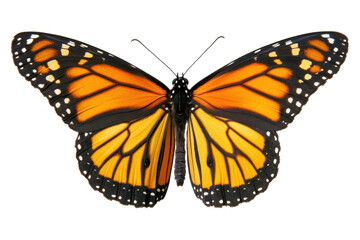 Fototapeta premium Graceful flying butterflies captured mid air with colorful wings and natural beauty on full display