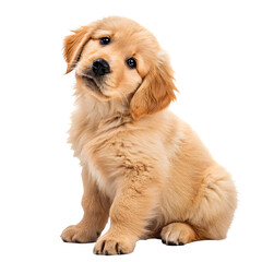 Cute Golden Retriever Puppy Sitting on Transparent Background