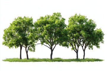 Lush Green Trees in Vivid Detail Against a White Background for Nature and Landscape Inspiration