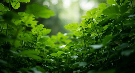 Fototapeta premium Lush Green Forest Undergrowth: A Tranquil Escape into Nature's Embrace