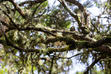Trees covered with green moss.