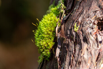 Trees covered with green moss.